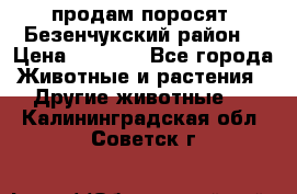 продам поросят .Безенчукский район  › Цена ­ 2 500 - Все города Животные и растения » Другие животные   . Калининградская обл.,Советск г.